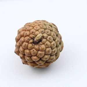 Macro shot of natural pine cone detail with brown wooden scales on white background