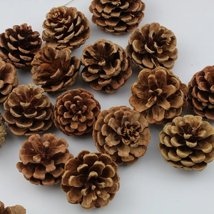Detailed overhead view of multiple natural brown pine cones showing wood textures
