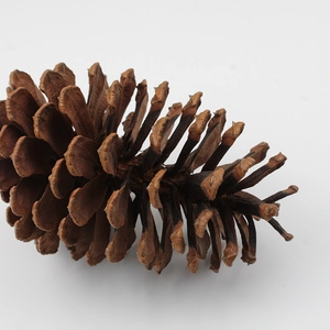 Macro view of natural dried brown pine cone showing detailed scales for Christmas decor