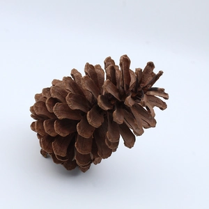 Macro shot of natural brown pine cone scales and woody texture for Christmas decoration