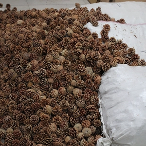 Pile of natural pine cones in a warehouse for bulk Christmas decorations and ornaments