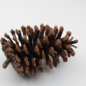 Natural large pine cone for Christmas tree decoration on a white background