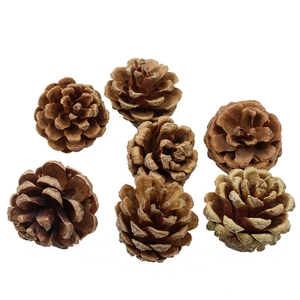Natural brown pine cones for Christmas tree decoration and rustic DIY crafting projects