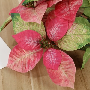 Pink and green gradient artificial Poinsettia flower on a light wood background