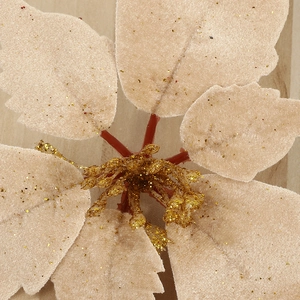 Beige velvet Christmas poinsettia flower with gold glitter details for holiday decor