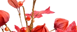 Dettaglio macro di bacche autunnali e foglie d'acero per decorazioni festive
