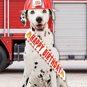 Detail of red Fire Chief helmet and Happy Birthday sash on a Dalmatian dog