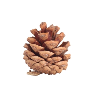 Natuurlijke dennenappel voor kerstboomdecoratie en doe-het-zelf handwerk op witte achtergrond