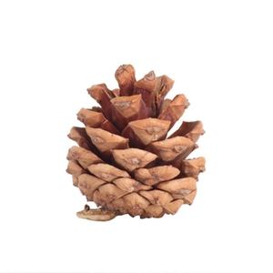 Natural dried pine cone ornament with open brown scales for DIY Christmas tree decorations