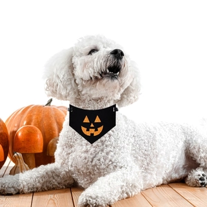 Halloween pumpkin pet bandana on white poodle dog with festive holiday party props