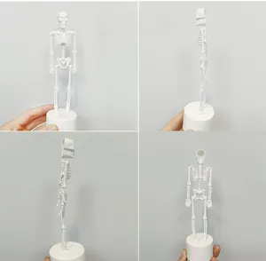 Detailed views of a miniature white plastic human skeleton model with a round base