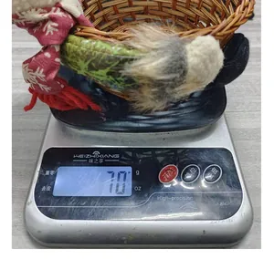 Panier à bonbons de Noël avec décoration d'écharpe pesant 70g sur une balance digitale