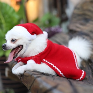 Loulou de Poméranie blanc portant une cape de Noël rouge et un bonnet de Noël