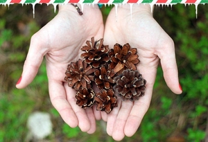 Close-up of hands holding natural dried pine cones with white paint for Christmas decor