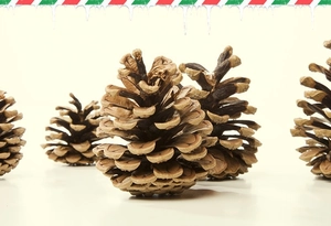 Detail of natural pine cones with rustic scales for Christmas tree and DIY decoration