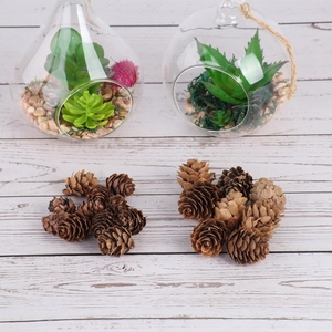 Natural pine cones with teardrop glass terrariums on white wood for Christmas decor