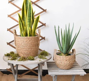 Detail of hand-woven seagrass planters with handles for indoor snake plants and aloe vera