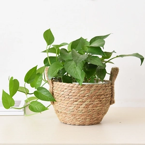 Handwoven seagrass plant basket with sturdy handles and a lush green Pothos plant indoors