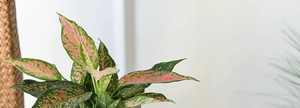 Detail of a pink Aglaonema plant in a Nordic style washable fabric planter bag