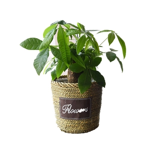 Handwoven straw flower pot with green money tree plant for home balcony decoration