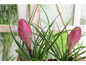 Detail of pink Tillandsia air plants hanging on rustic wire mesh with rope decor