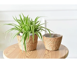 Detail of woven seagrass plant pots with waterproof liners on a wooden stool