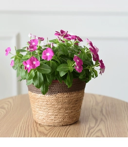 Close-up of pink vinca flower in a bicolor woven seagrass basket on a wooden table