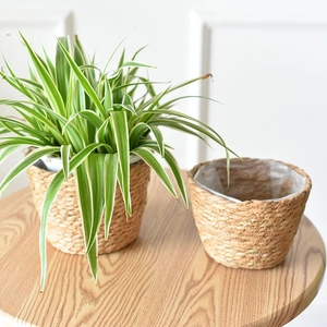 Nordic woven seagrass planters with waterproof liners on wooden table for home decor