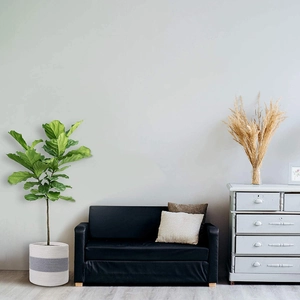 Modern two-tone woven cotton rope plant basket for fiddle leaf fig in a living room