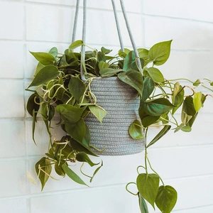 Close-up of gray woven hanging planter with vibrant green climbing plant on white wall