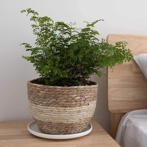 Detail of handwoven seagrass planter with dual-tone texture and green fern decoration