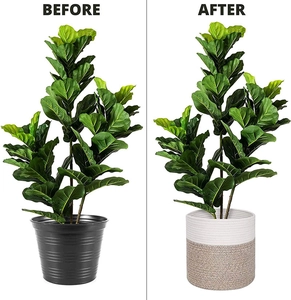 Detail showing before and after effect of cotton rope plant basket on a potted plant