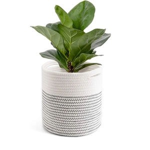 Minimalist white and black woven cotton rope plant basket with fiddle leaf fig plant