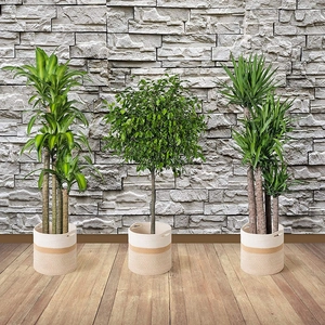 Two-tone cotton rope storage basket for plants featuring white and khaki woven design
