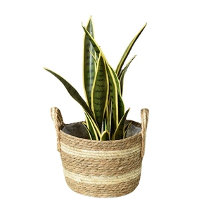 Handwoven seagrass plant basket with handles and stripe detail featuring sansevieria