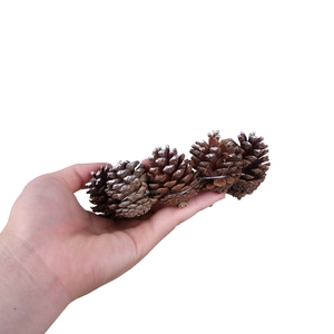 Close-up of four natural pinecones with faux snow detail held in hand for size scale