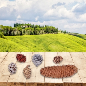 Set of 6 natural frosted pine cones in various shapes for Christmas tree decoration