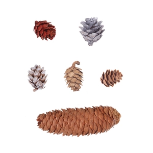 Macro detail of assorted frosted pine cones in red, silver and natural for Christmas decor