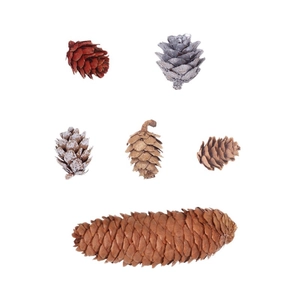 Natural Christmas pine cones in red, silver frost and brown colors for holiday decoration