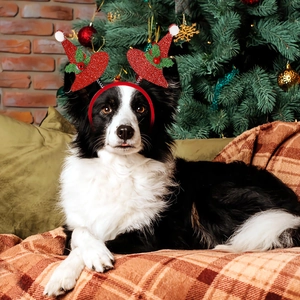 Christmas dog headband with red glitter elf hats and festive berry decorations
