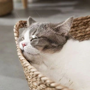 Detail of hand-woven natural straw cat bed with a cozy sleeping cat in a rustic style
