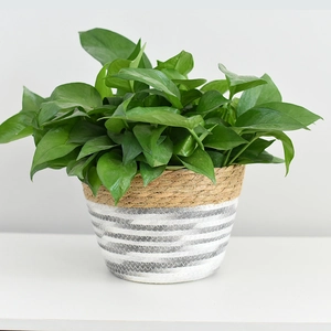 Close-up of a handwoven cone planter basket with natural grass texture and modern white stripes