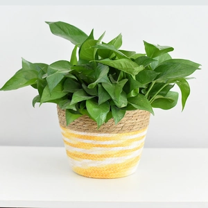 Detail of hand-woven paper rope flower basket with a yellow and white striped base design