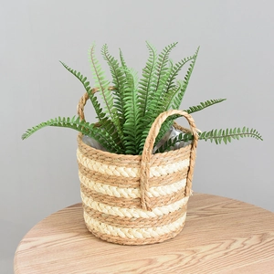Close-up of a woven grass basket with durable handles and green fern plant inside