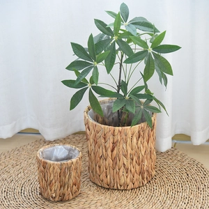 Set of 2 woven water hyacinth planter baskets with plastic liners and money tree plant