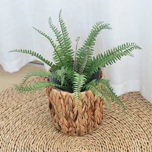 Detailed texture of woven water hyacinth planter with green Boston fern leaves