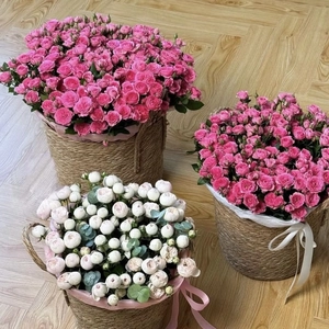 Top view of three pink and white rose bouquets in woven grass baskets with silk ribbons