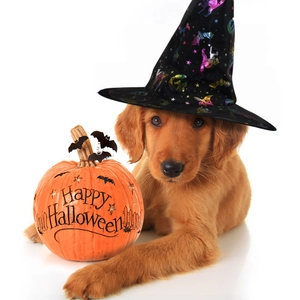 Golden puppy wearing a black Halloween wizard hat with stars and orange pumpkin prop