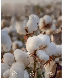 Macro shot of high-quality raw cotton fiber showing soft texture for infant clothing