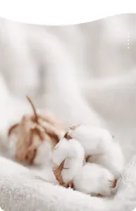 Macro shot of 100% natural cotton boll showcasing soft texture for baby thermal underwear
